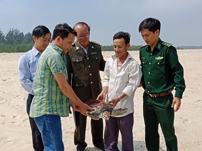 Chú rùa biển nặng 8 kg lạc vào phá Tam Giang