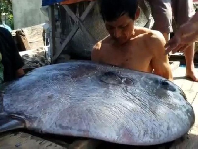 Ngư dân câu được cá 'khủng' 32 kg nghi cá mặt trăng