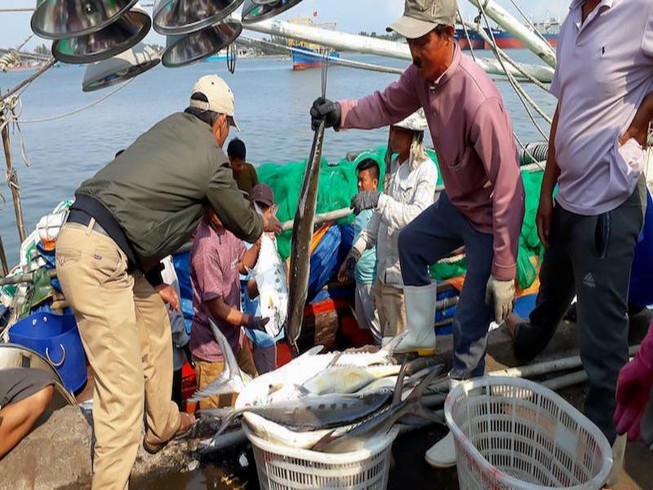 Ngư dân Cửa Việt trúng mẻ cá bè vàng tiền tỉ đầu năm