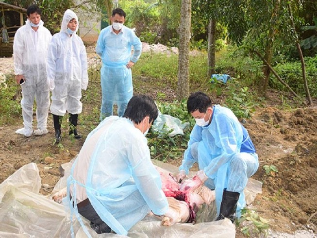 Dịch tả lợn châu Phi đã lan đến Thừa Thiên Huế