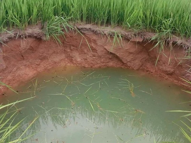 Sau cơn mưa, bất ngờ xuất hiện hố sâu giữa ruộng lúa