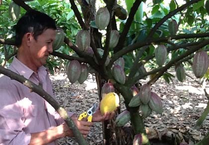 Trồng ca cao vẫn thu lợi nhuận cao