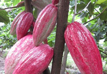 Ca cao Việt: Tại sao không?