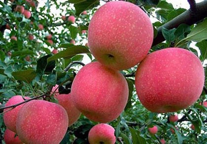 Đột nhập “công nghệ” trồng táo đẹp và độc của Trung Quốc