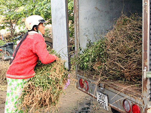 Tin đồn cây cà gai leo chữa bệnh ung thư: Thương lái gom hàng