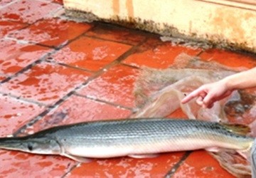 Tát ao làng bắt được cá "lạ" giống cá sấu