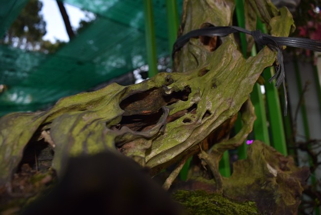 Cây kiểng, bonsai độc lạ làm khách hàng trầm trồ