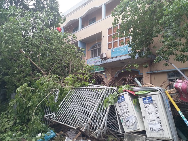 Cổ thụ ngã, đè hàng chục xe máy tại quận 10