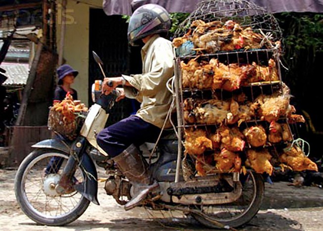 Giả nhân viên kiểm dịch lấy tiền người buôn gà