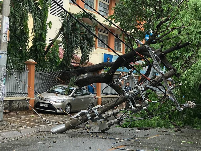 Cổ thụ bật gốc đè ô tô và nhiều trụ điện ở quận Tân Phú