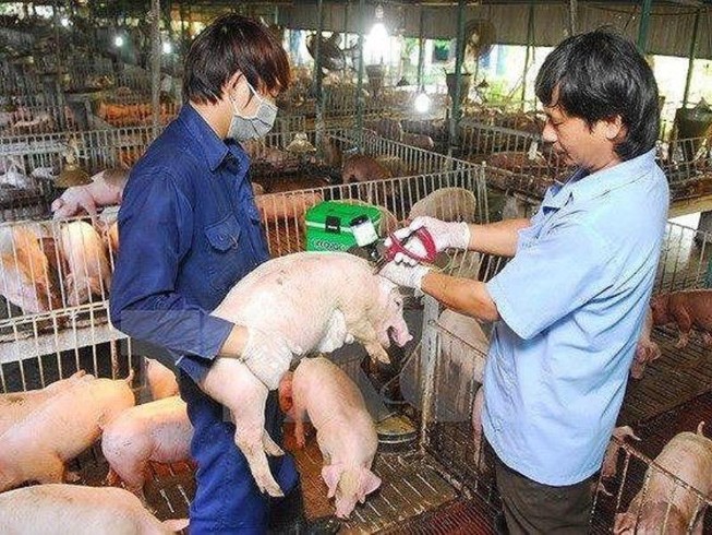 Việt Nam phân lập được virus dịch tả heo châu Phi
