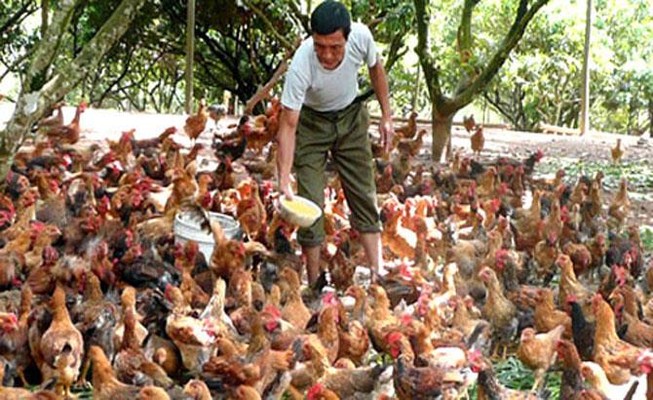 Ngành chăn nuôi gia cầm có nhiều cơ hội phát triển. do nhu cầu tiêu dùng trong nước về thịt gia cầm ngày càng tăng cao.