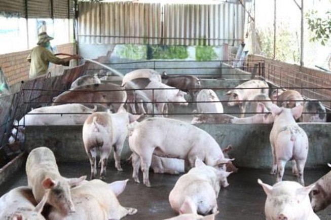 Nuôi vài con gà cũng phải đánh giá tác động môi trường?