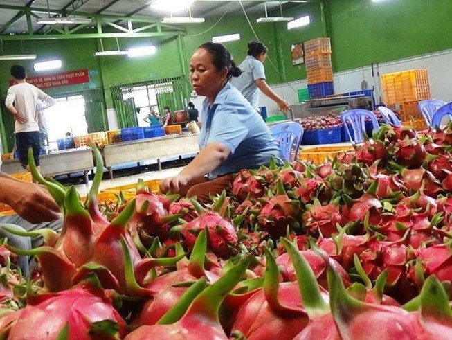 Thanh long là mặt hàng rất được ưa chuộng tại Nhật. Ảnh minh họa