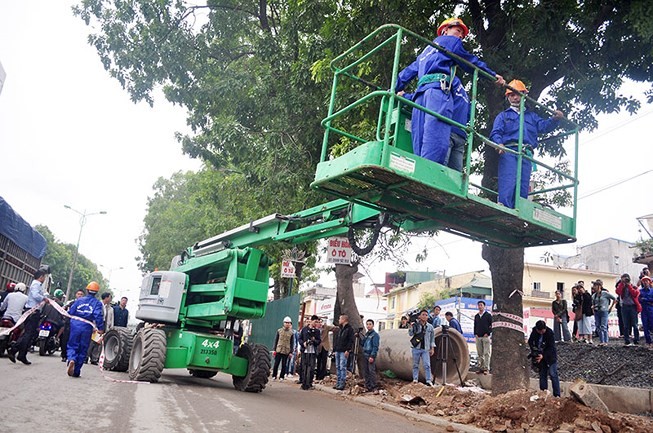 Hà Nội lại di dời, đốn hạ hàng trăm cây xanh quý hiếm