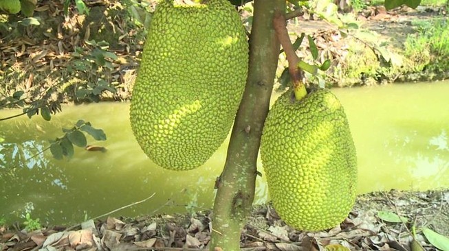 Lãnh 12 tháng tù vì 4 trái mÃt