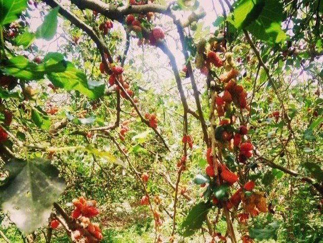 Đừng trồng những loại cây này trước cửa nhà