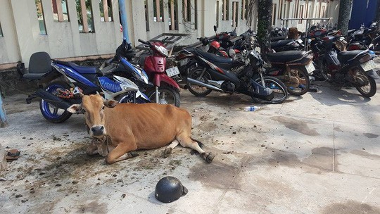 'Tạm giam'... 2 con bò vì gây tai nạn giao thông