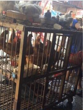 Giết mổ gà, vịt tại chợ coi chừng bị phạt