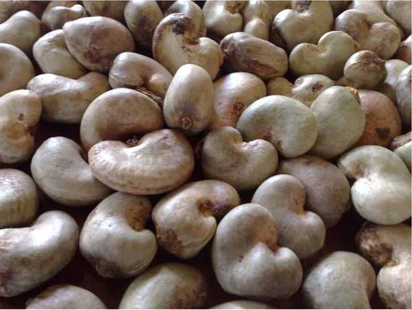 Phòng tránh độc tố tự nhiên trong thực phẩm