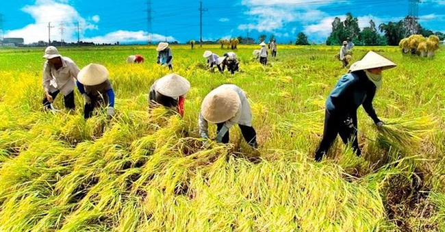 Ô nhiễm môi trường có làm gạo kém chất lượng?