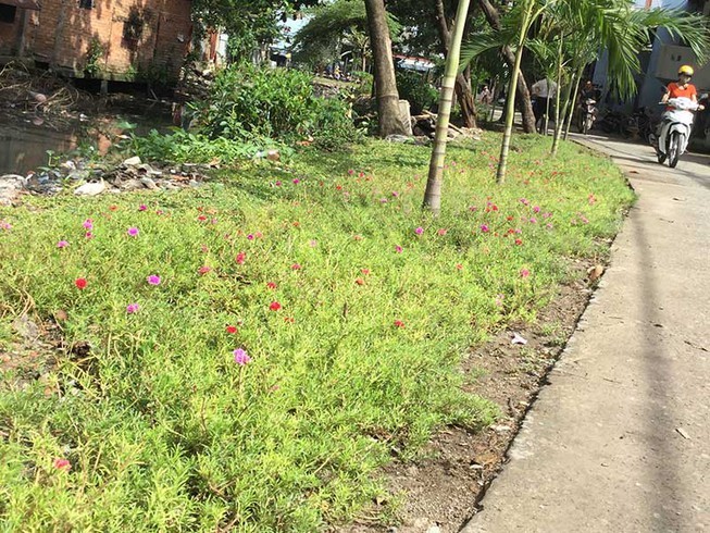 Dân có thể nhắn tin phản ánh tình trạng xả rác