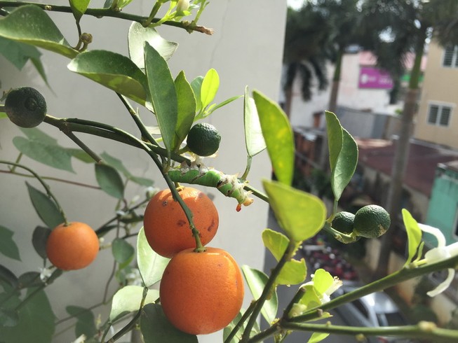 Hãi hùng tắc kiểng Tết sau 9 tháng không rụng