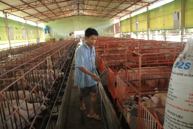 Tin vui cho 'thủ phủ' heo VN: Giá heo hơi tăng trở lại