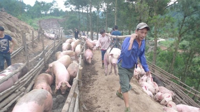 Giá heo lại giảm chỉ còn 30.000 đồng/kg