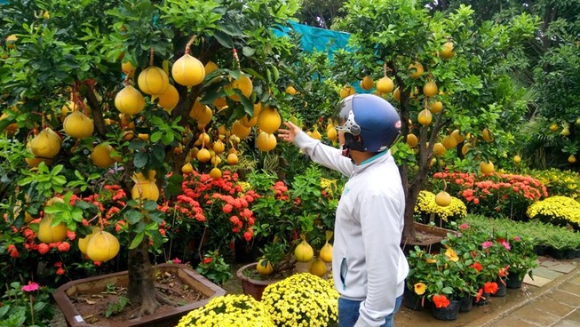 Mai, bưởi Diễn... chục triệu đồng rục rịch ra chợ Tết