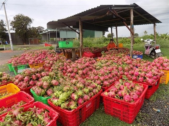 Vì sao thanh long nơi 500 đồng/kg nơi giá 30.000 đồng/kg?