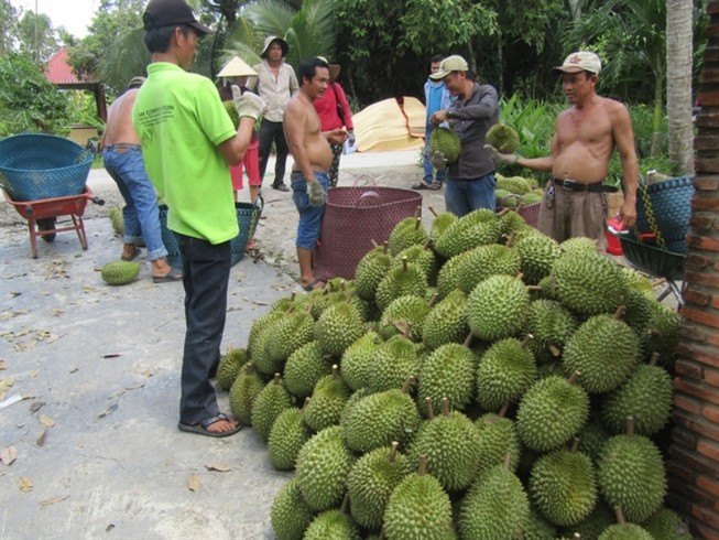 Bưởi, sầu riêng 'khóc' vì thương lái Trung Quốc hạn chế mua