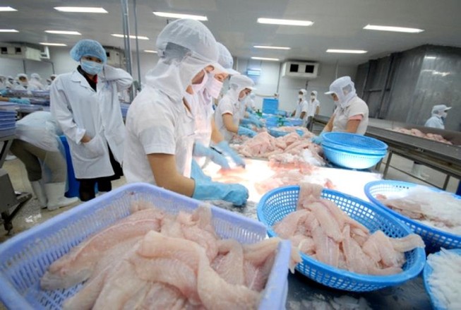 Nhiều đại gia cá tra Việt lãi khủng nhờ người Mỹ, EU ăn nhiều