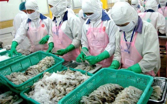 Tiền Trung Quốc mất giá khiến tôm Việt gặp khó
