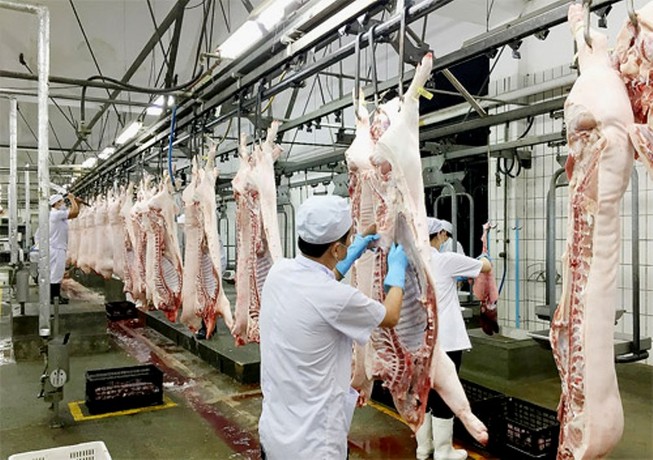 Giá heo hơi 'nhảy múa' liên tục, vọt lên 63.000 đồng/kg