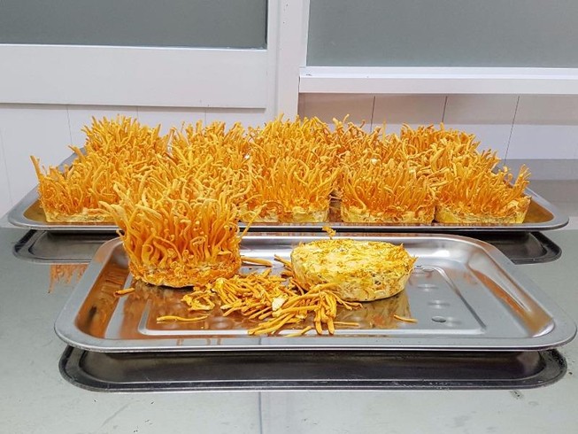Đông trùng hạ thảo và những điều chưa biết