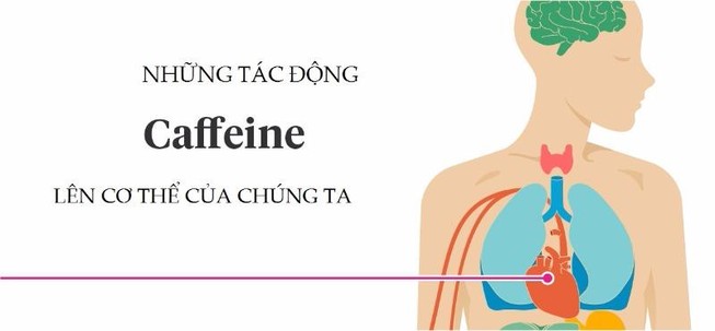 Caffeine ảnh hưởng đến cơ thể chúng ta thế nào?