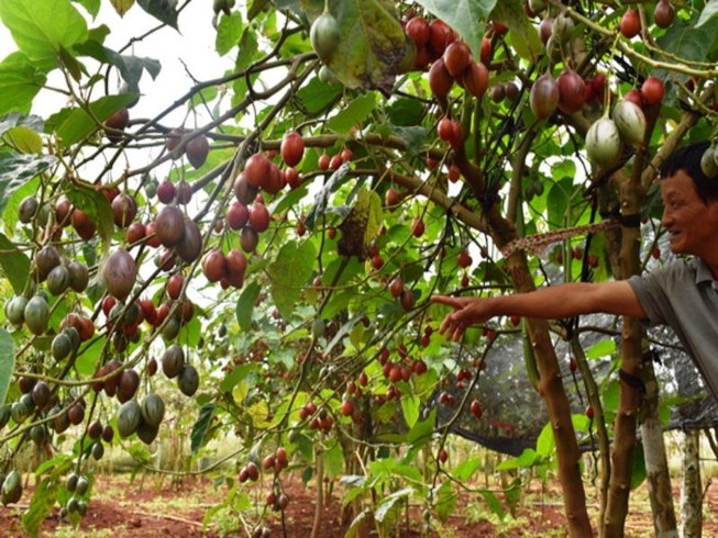 Thê thảm với cà chua từng được tâng bốc '1 triệu đồng/kg'