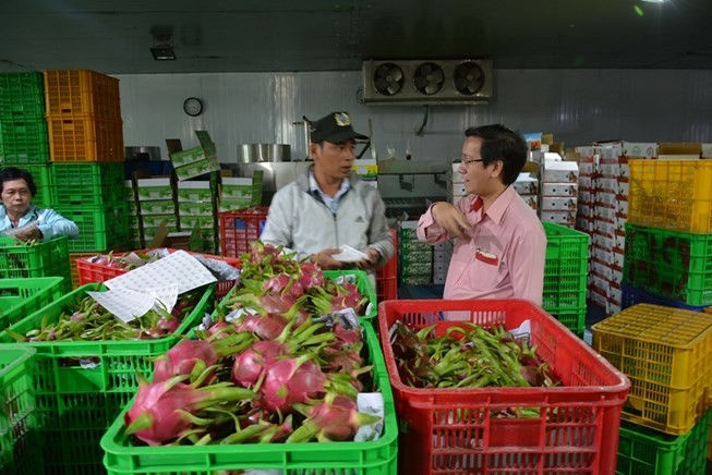 Thanh long Việt Nam đang được xuất khẩu sang nhiều nước