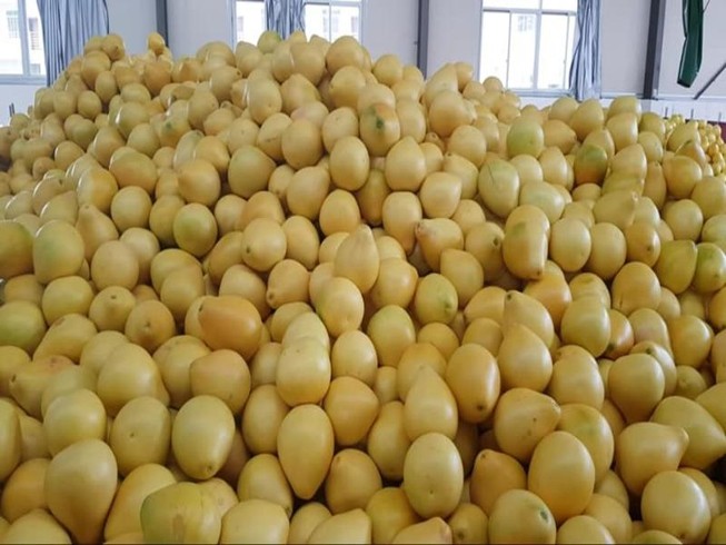 Bưởi vàng óng Trung Quốc tràn vào, vừa ăn vừa... sợ