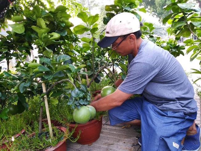Dưa hấu cảnh thắt nơ đỏ, bưởi bon sai độc lạ ra chợ Tết