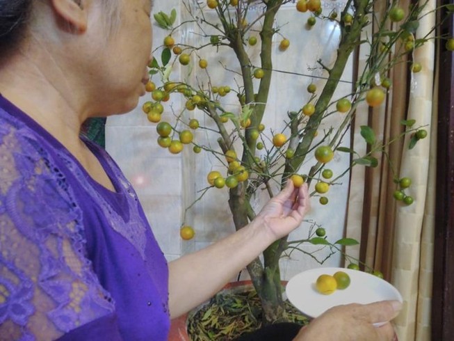 Cẩn trọng với quất cảnh chưng tết