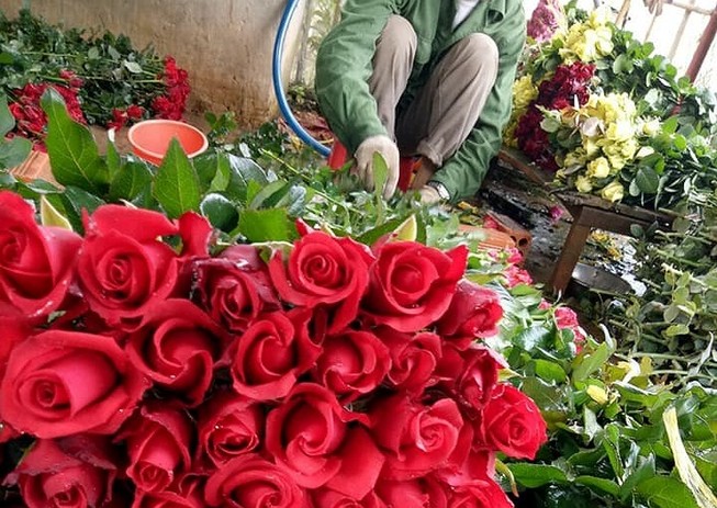 Hoa hồng Đà Lạt 'cháy hàng', sốt giá trước này 8-3