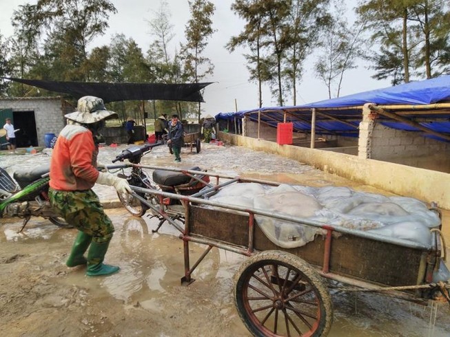 Cẩn trọng khi sử dụng sứa biển trong chế biến món ăn