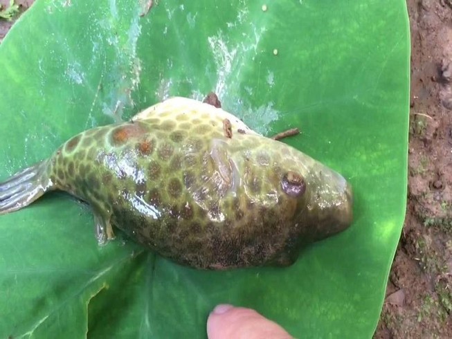 Ngộ độc cá nóc vì... ăn thử cho biết