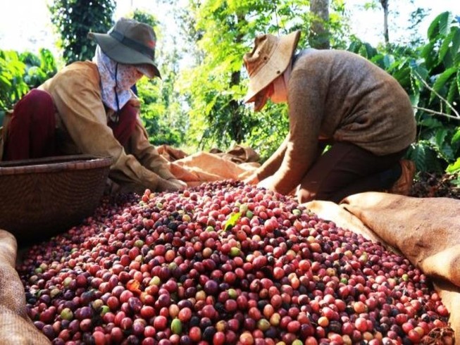 Giá cà phê Việt Nam xếp hạng ... bét tại Hàn Quốc
