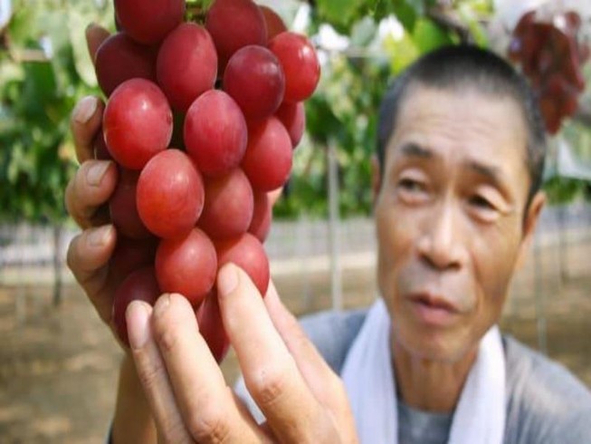 Chùm nho 24 quả giá hơn 255 triệu đồng