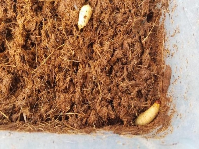 Suýt mất mạng vì ăn đuông dừa
