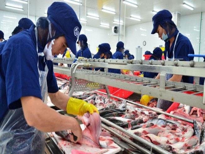 Cá tra Việt Nam được Mỹ giảm thuế chống phá giá
