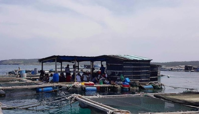 Hàng ngàn cá nuôi trên đảo Phú Quý chết bất thường